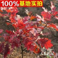 基地直銷 歐洲紅櫟 規(guī)格齊全
