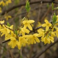 華北連翹 東北連翹 金鐘連翹 連翹價格