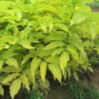 金葉接骨木 金葉風箱果 天目瓊花 紫葉風箱果