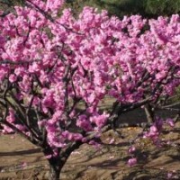 榆葉梅 紅葉碧桃 花石榴 果石榴 紫葉李