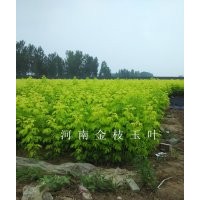 出售：金葉復(fù)葉槭/北美紅楓秋火焰