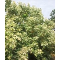 粉葉復(fù)葉槭、復(fù)葉槭、彩葉苗木、喬木