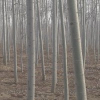 供應(yīng)苗木、毛白楊、國(guó)槐、法桐、白臘、107、速生柳、榆樹(shù)、