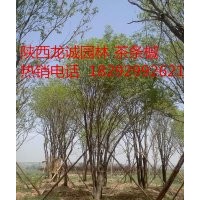 供應叢生茶條槭