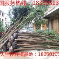 浙江葉氏行道樹基地 浙江行道樹天竺桂浙江樟苗圃苗農直銷 寧波天