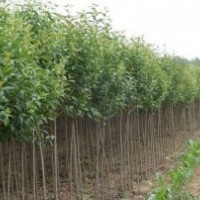 大葉女貞 高桿女貞 大葉女貞產(chǎn)地