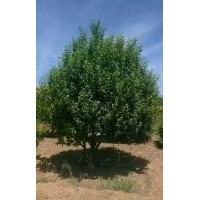 15公分八棱海棠