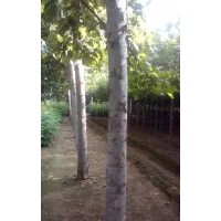 保定出售1----20速生法桐，8---25公分平頭發(fā)冒法桐