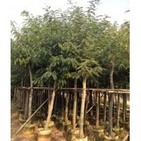 廣東鐵刀木-云南鐵刀木-四川鐵刀木-貴州鐵刀木-廣西鐵刀木-福建