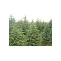 （雪松價(jià)格）雪松價(jià)格報(bào)價(jià)行情