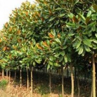 玉蘭、紅葉石楠、紅葉石楠，大葉女貞