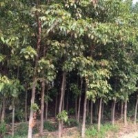 秋楓、香樟、、美麗異木棉、羊蹄甲、雞冠刺桐、蘋婆(九層皮)、小