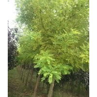 低價供應8-10cm金枝槐