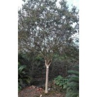 大量供應(yīng)成都紫薇（2公分至10公分）