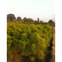 貴州供應(yīng)濕地松小苗、批發(fā)1公分濕地松、2公分濕地松、造林