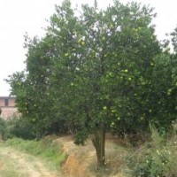 5--20公分香泡 香柚