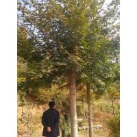 出售Φ5-8公分五角楓