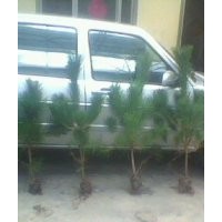 供應(yīng)河北保定占地1.2米黑松1.5米黑松2米黑松苗