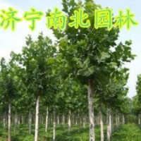 誠(chéng)供法桐15166722253