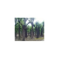 供規(guī)格國槐樹、速生國槐樹