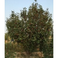 10公分八棱海棠樹(shù)