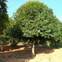 廣西融水八月桂基地直銷地徑12-13-14-15-16-17-18厘米八月桂花樹