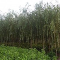 江蘇垂柳現(xiàn)在價(jià)格是多少