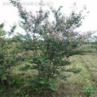 叢生紫薇 紅花紫薇 紫薇小苗 紫薇速生