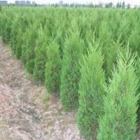 大量供應(yīng)：龍柏,蜀檜,扶芳藤,衛(wèi)矛,檜柏,紅葉小檗