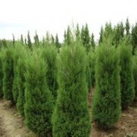 2015年供應蜀檜高2至3米，2米20元，電話13507665695