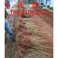 連翹價格，連翹種植基地，批發(fā)連翹，連翹圖片