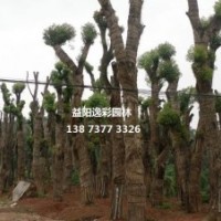 湖南逸彩園林供應(yīng)3公分5公分香樟小苗 批發(fā)香樟樹