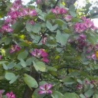 四川羊蹄甲基地，宮粉紫荊