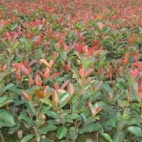 現(xiàn)回報新老客戶出售苗木