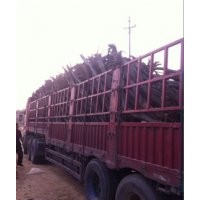 北欒那里多、山東北欒樹價格、北欒小苗