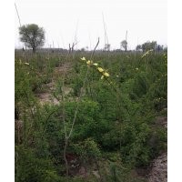 黃刺玫、金葉龍爪槐、國槐、山杏