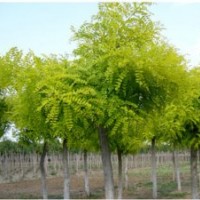 河北百匯速生白蠟基地