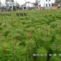 1米油松大量低價(jià)優(yōu)惠供應(yīng)