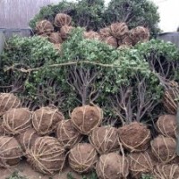 供應(yīng)山東招遠(yuǎn)冬青球冬青苗木槿北海道黃楊