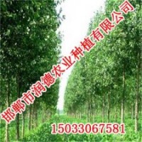 邯鄲108楊【邯鄲潤德農(nóng)業(yè)】108楊價格