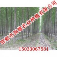 河北速生柳【邯鄲潤德農(nóng)業(yè)】速生柳價(jià)格