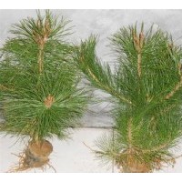 山西油松基地、油松圖片、油松廠家