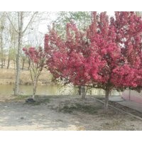 供應(yīng)北美海棠大樹