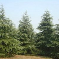 湯泉雪松大葉女貞白玉蘭價格信息