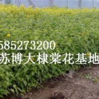 基地直銷3-5分枝棣棠價(jià)格圖片、棣棠價(jià)格，基地棣棠價(jià)格