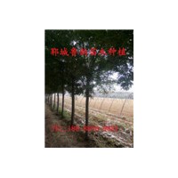 哪里有8公分原生冠國槐樹