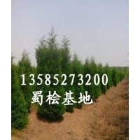 蜀檜價(jià)格，最新蜀檜價(jià)格報(bào)價(jià)更新，江蘇基地蜀檜價(jià)格