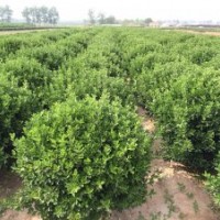 供應(yīng)冬青苗球，大葉黃楊球苗，扦插冬青小苗