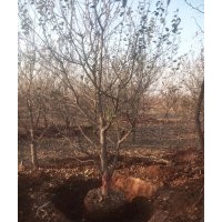 特價八棱海棠樹