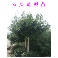 公司長期供應(yīng)綠化苗木、工程苗木，楊樹、松樹、大別山冬青、桂花